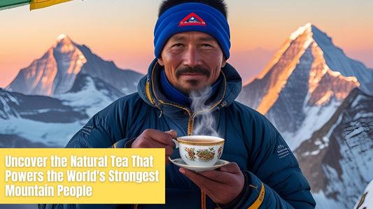 Uncover the Natural Tea That Powers the World's Strongest Mountain People