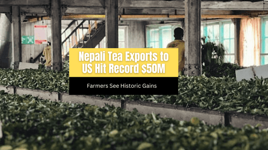 Nepali Tea Exports to US Hit Record $50M, Farmers See Historic Gains