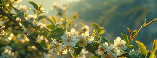 Why Is Jasmine Green Tea Pricier? Discover the Reasons