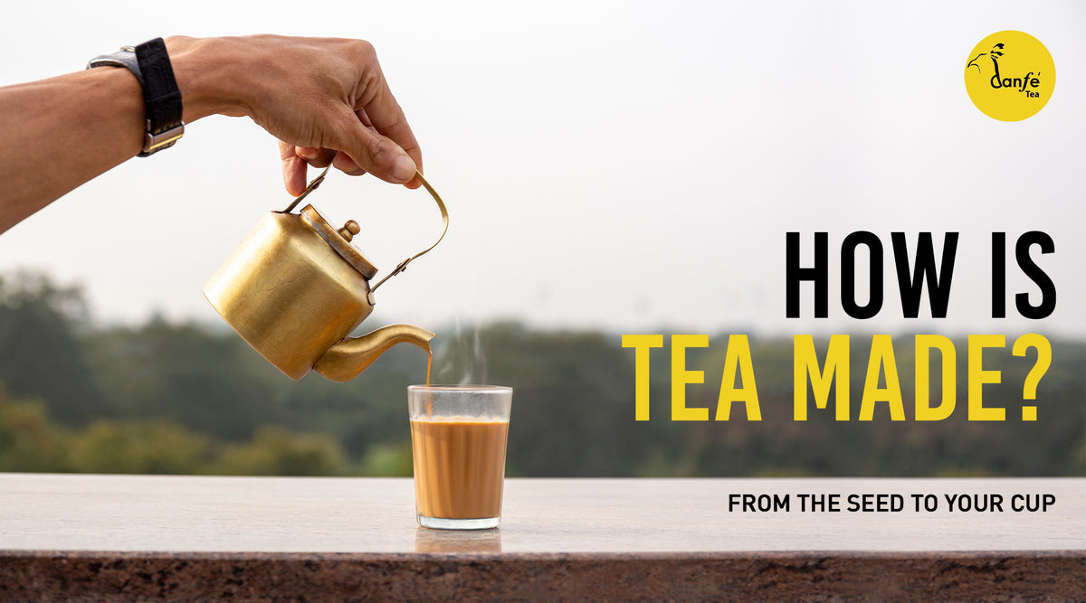 How is Tea Made? From the Seed to your Cup – Danfe Tea