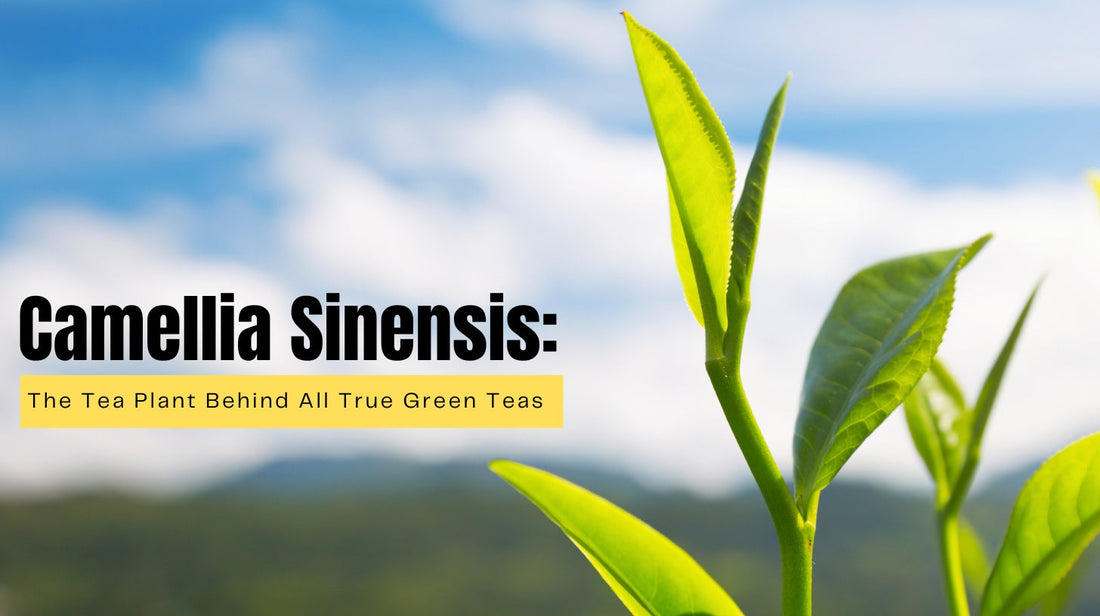 Camellia sinensis: The Tea Plant Behind All True Green Teas