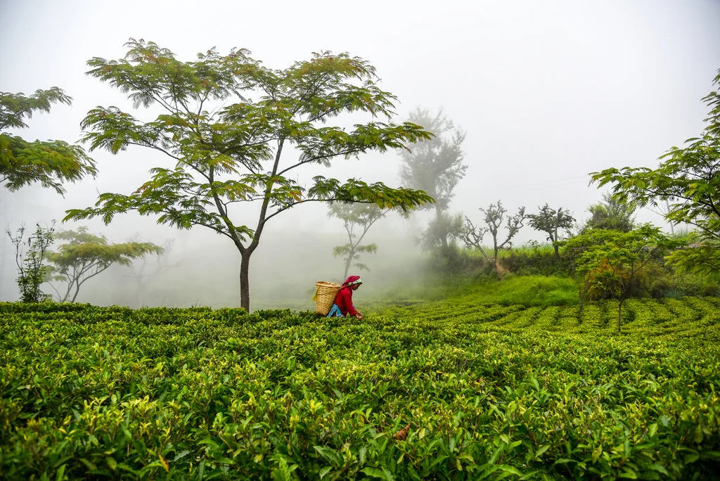 Exploring Jasbire in Nepal's Tea Garden