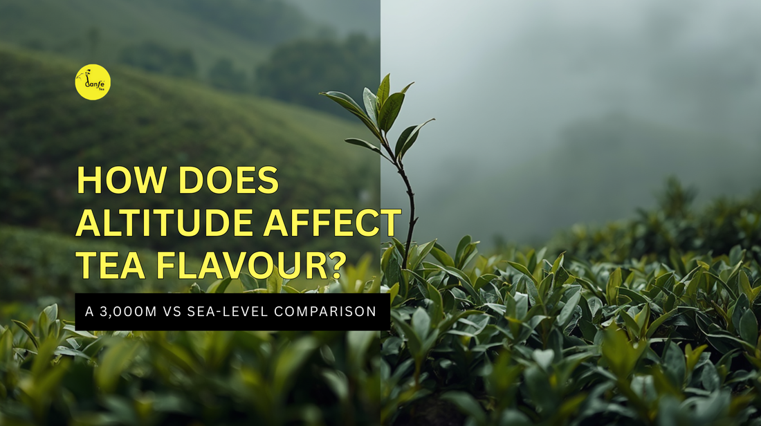 How Does Altitude Affect Tea Flavour? A 3,000m vs Sea-Level Comparison