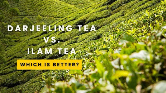 Ilam Tea: Nepal's Hidden Gem vs. Darjeeling Tea