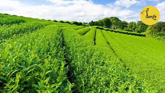 Nepal green tea gardens