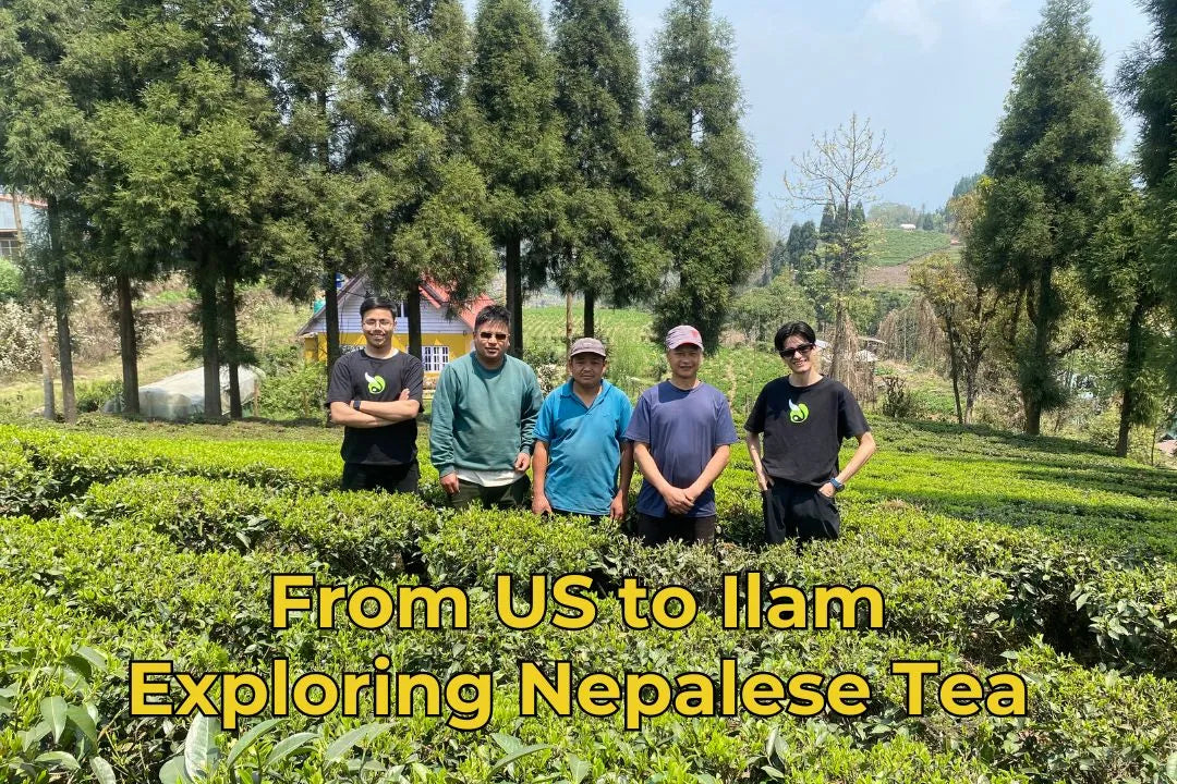 Exploring Nepalese Tea in Ilam 