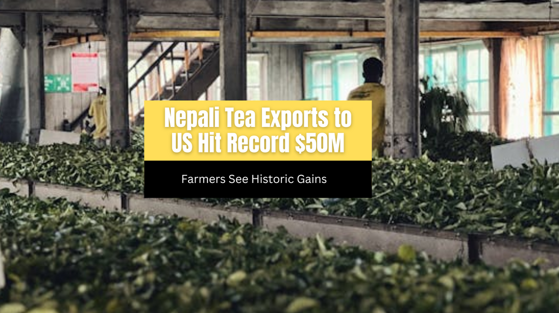 Nepali Tea Exports to US Hit Record $50M, Farmers See Historic Gains
