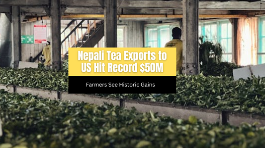 Nepali Tea Exports to US Hit Record $50M, Farmers See Historic Gains