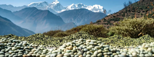 Understanding Price Differences: Loose Leaf vs. Bagged Jasmine Green Tea