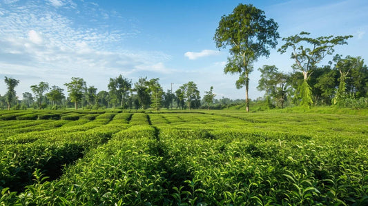 Navigating Export Challenges for Nepal Tea