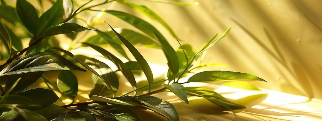 How Green Tea Leaves Boost Your Well-Being