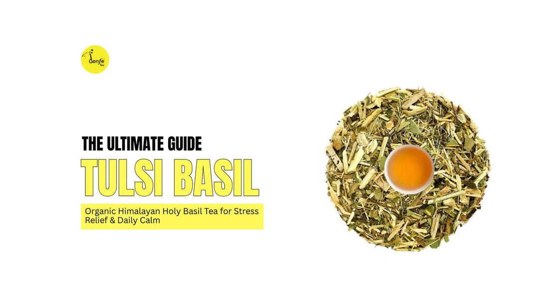 Tulsi Basil Tea Guide: Organic Himalayan Holy Basil Tea for Stress Relief & Daily Calm