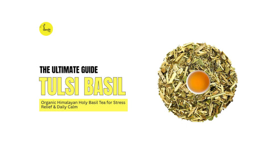 Tulsi Basil Tea Guide: Organic Himalayan Holy Basil Tea for Stress Relief & Daily Calm
